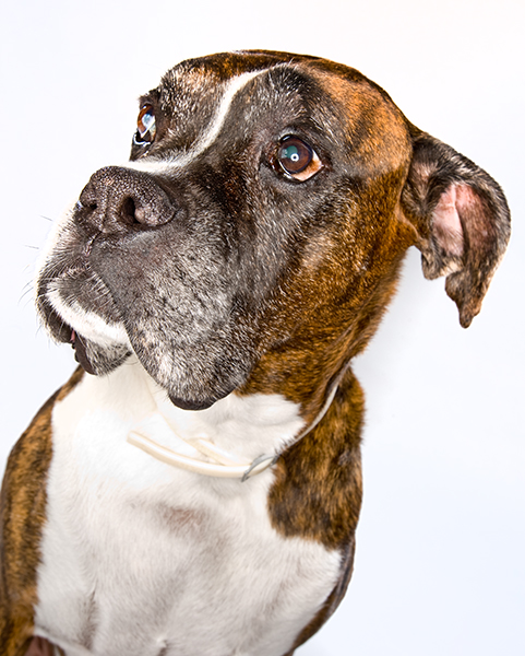 Portrait Dog