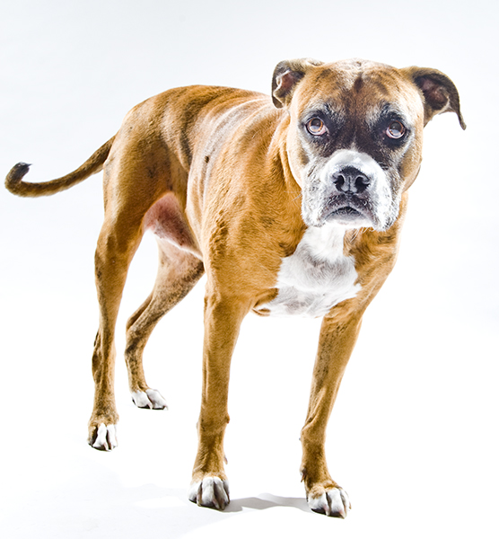 Dog portrait